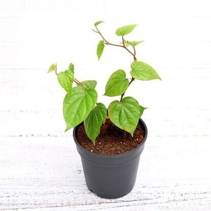 Basil Seeds from 205 brand in a clear container, showcasing small black seeds used for drinks and culinary purposes.