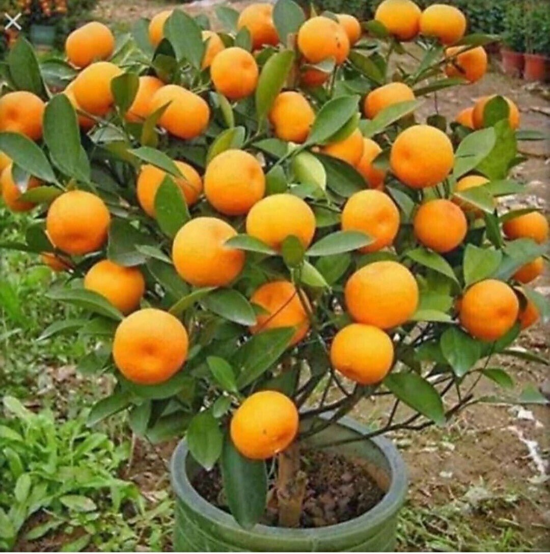 Orange plant seeds from 205, featuring basil seeds in a small packet, ready for planting and growth.