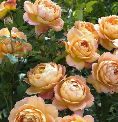 Close-up of Lady of Shalott Rose basil seeds from 205, showing small, dark seeds ideal for planting and garden growth.