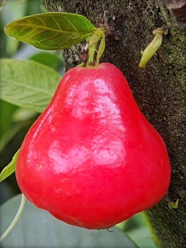Red Wax Apple basil seeds from brand 205, live plant with vibrant red wax apple fruits and lush green leaves.