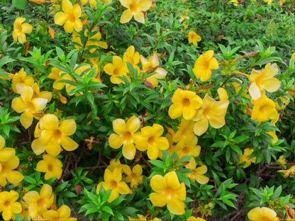 Allamanda flower plant seeds from 205, featuring vibrant blooms and green foliage, ideal for garden planting.