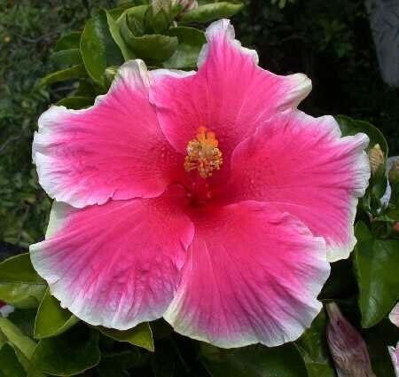 Red and white hibiscus plant with basil seeds from 205, showcasing vibrant flowers and lush green foliage.
