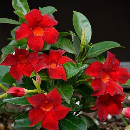 Red Mandevilla flower plant with vibrant blooms, grown from 205 brand basil seeds, shown in a close-up image.