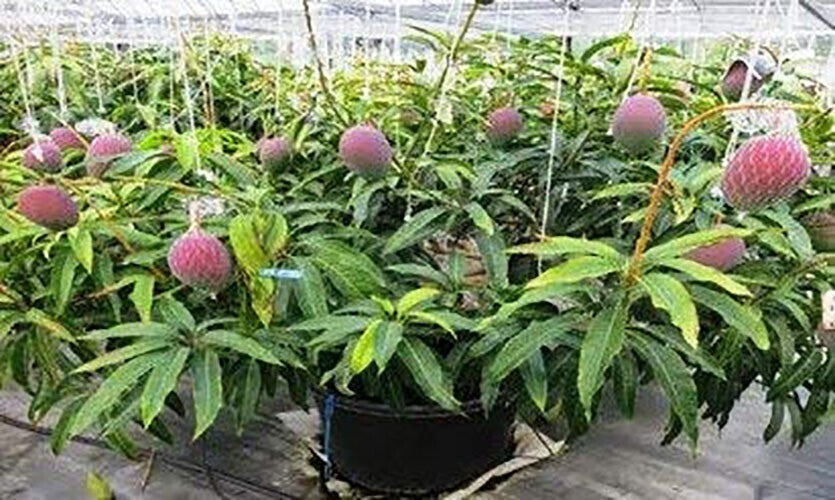 Green mango bonsai tree with basil seeds from 205, featuring a grafted mango fruit tree suitable for all seasons.