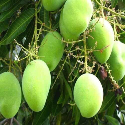Fresh sweet green mango (Kaccha Mitha Aam) live grafted plant with basil seeds from brand 205 in a garden setting.
