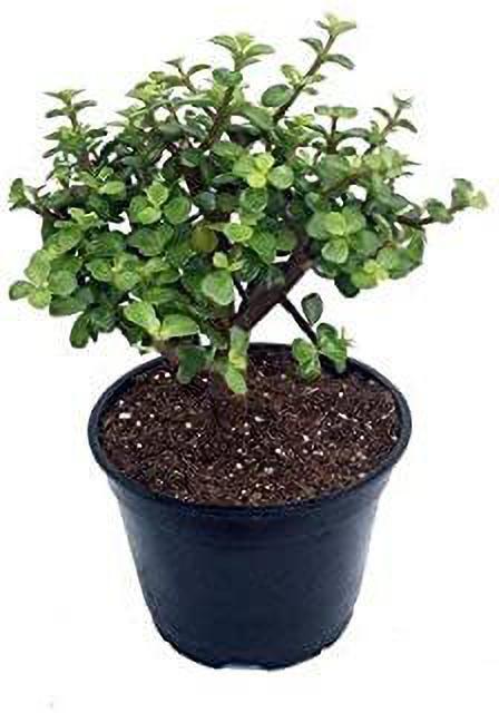 Greenway Nursery Lucky Jade basil seeds from 205 brand, showing fresh basil seed packets for Feng Shui live plant cultivation.