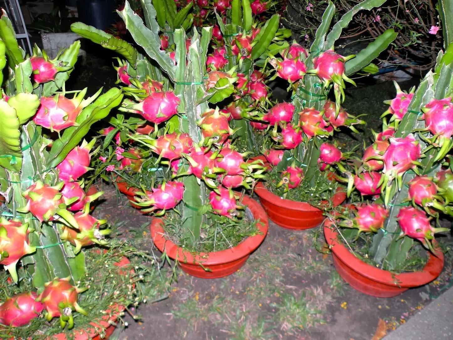 Hybrid dragon fruit plant seeds by 205, with basil seeds in a pack, ready for planting and growth.