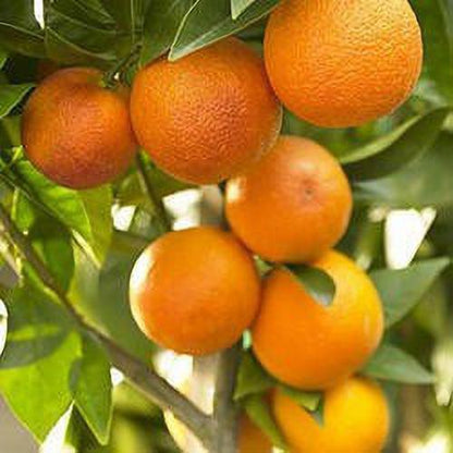 Basil seeds from 205 brand in a transparent container, showing small, round Nagpur Orange basil seeds for planting or gardening.