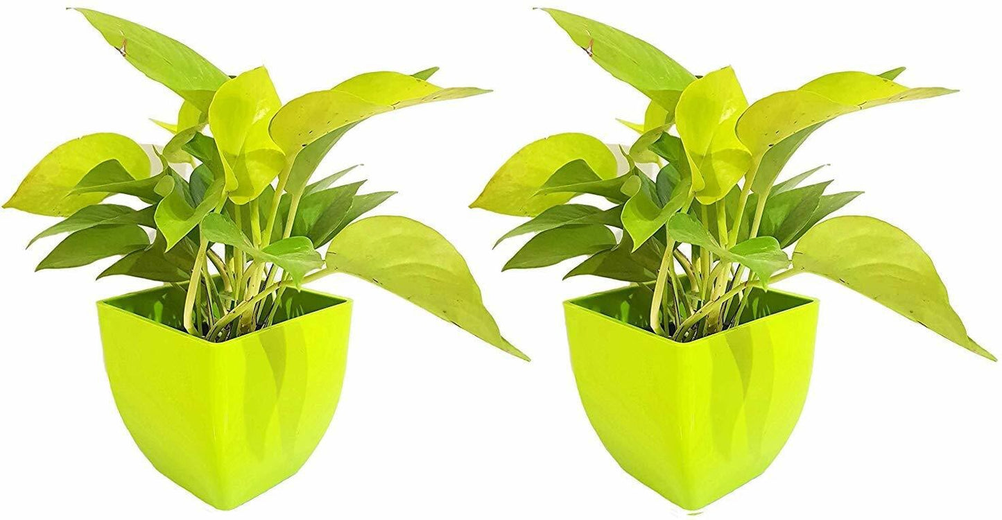 Golden Money Plant Feng Shui Pothos with basil seeds, air-purifying indoor plants, pack of two for good luck and positive energy.