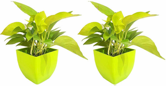 Golden Money Plant Feng Shui Pothos with basil seeds, air-purifying indoor plants, pack of two for good luck and positive energy.