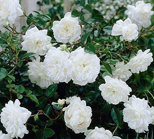White Rose Basil Seeds from 205, small brown seeds with white markings, shown in a clear container for planting.