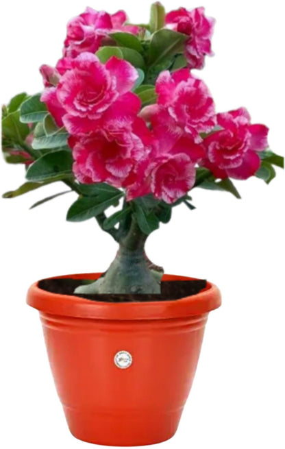 Basil seeds from Seeds Creative Farmer Live Plant Bonsai, small packet of fresh basil seed for planting and growing herbs.