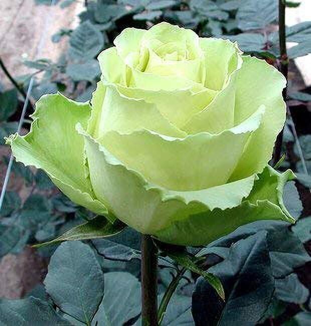 Healthy Green White Rose plant in plastic bag from Saraswati Garden's rare plant collection, ideal for garden enthusiasts.
