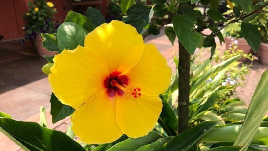 Yellow hibiscus live plant with vibrant blooms, grown from 205 brand basil seeds, shown in a healthy potted plant.