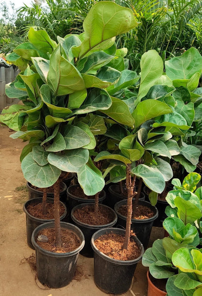Healthy 6-foot fiddle leaf fig tree by Nearly Natural, ideal for indoor home or office decor, with lush green foliage.