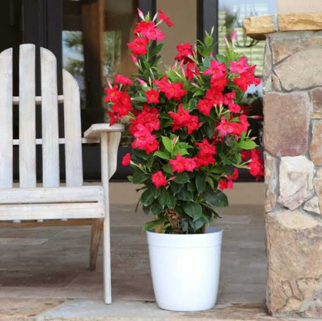 Red Mandevilla flower seeds from 205 brand, showing vibrant red blossoms and green foliage ready for planting.
