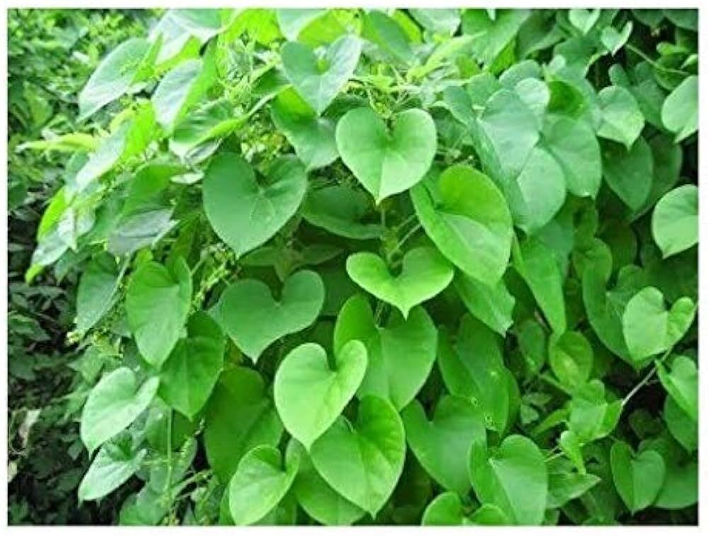 Pack of 1 205 Basil Seeds plant with heart-shaped Giloy leaves in a pot, showcasing vibrant green foliage.