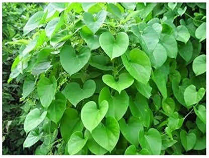 Pack of 1 205 Basil Seeds plant with heart-shaped Giloy leaves in a pot, showcasing vibrant green foliage.