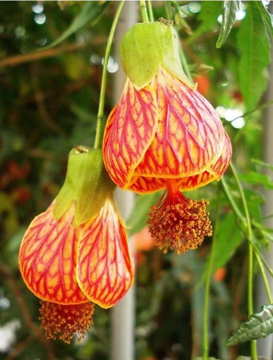 Hybrid Lantern Hibiscus plant with basil seeds from 205, showcasing vibrant flowers and fresh basil seeds in a garden setting.