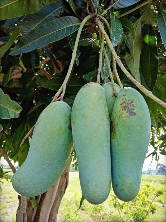 Thai Banana Shaped Mango Live Plant with Basil Seeds from 205, showcasing the vibrant plant and seed packaging.
