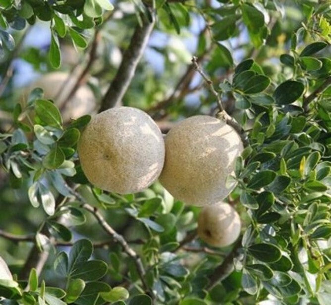 Thai Wood Apple basil seeds live plant from 205 brand, showcasing fresh green seed sprouting, popular in Indian and Bengali street food.