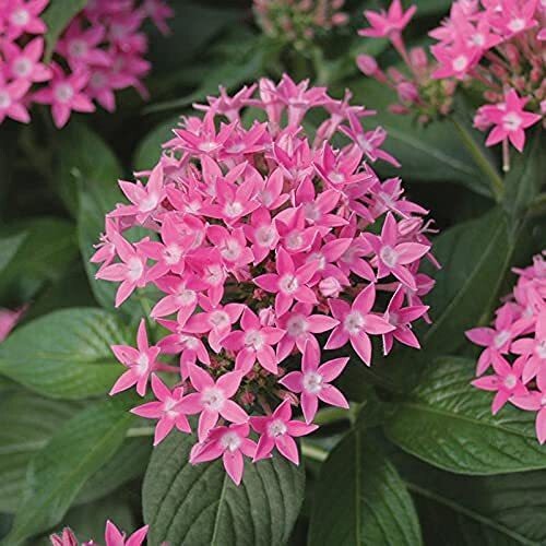 Pink Pentas flowering plant in a nursery, showcasing vibrant blooms and lush green foliage for indoor or outdoor garden use.