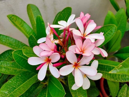 Pink Plumeria Flowers Plant with Basil Seeds from brand 205, showing lush pink blooms and green foliage.