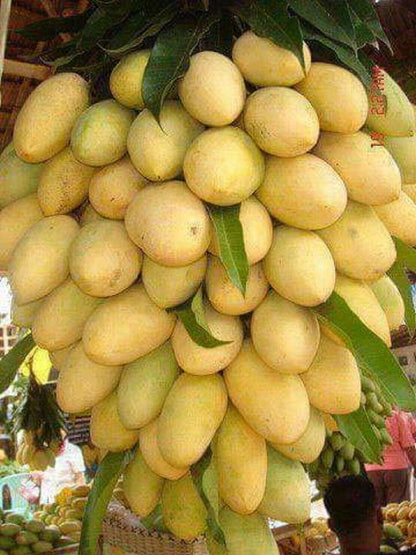 Grafted Chhapra Mango plant with Basil Seeds from brand 205, showing healthy green foliage and root system in a garden setting.