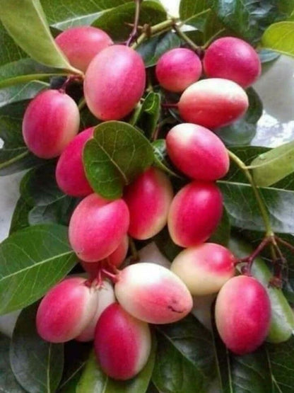 Indian cherry fruit plant with basil seeds from brand 205, showing fresh seeds and young plant growth in a natural setting.