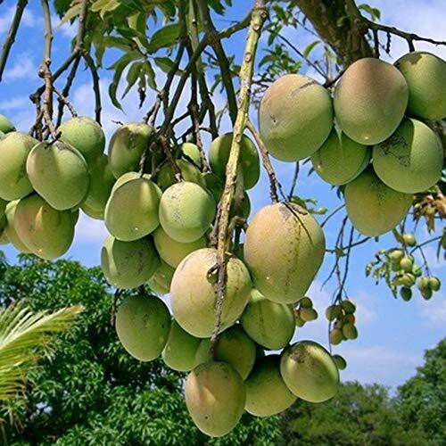 Basil seeds from 205 brand, showing small round seeds suitable for planting Himsagar mango plant cultivation.