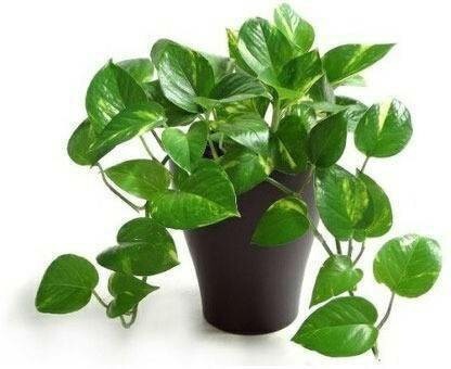 Close-up of 205 brand basil seeds in a small container, ready for planting, with clear visibility of seed details.