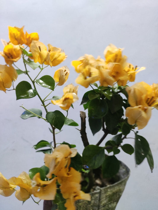 Yellow Bougainvillea plant seeds, basil seeds from brand 19235, showing small seed packets with vibrant yellow flowers and basil seed illustrations.