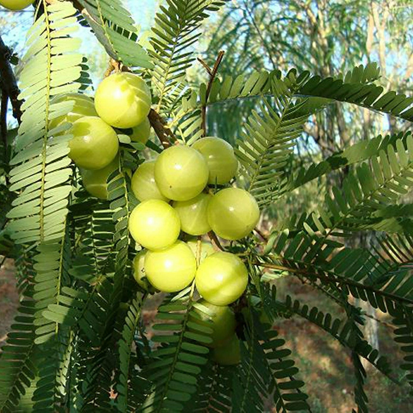 Basil seeds from 19235 brand, showing small dark seeds for planting Phylllanthus Acidus plants.