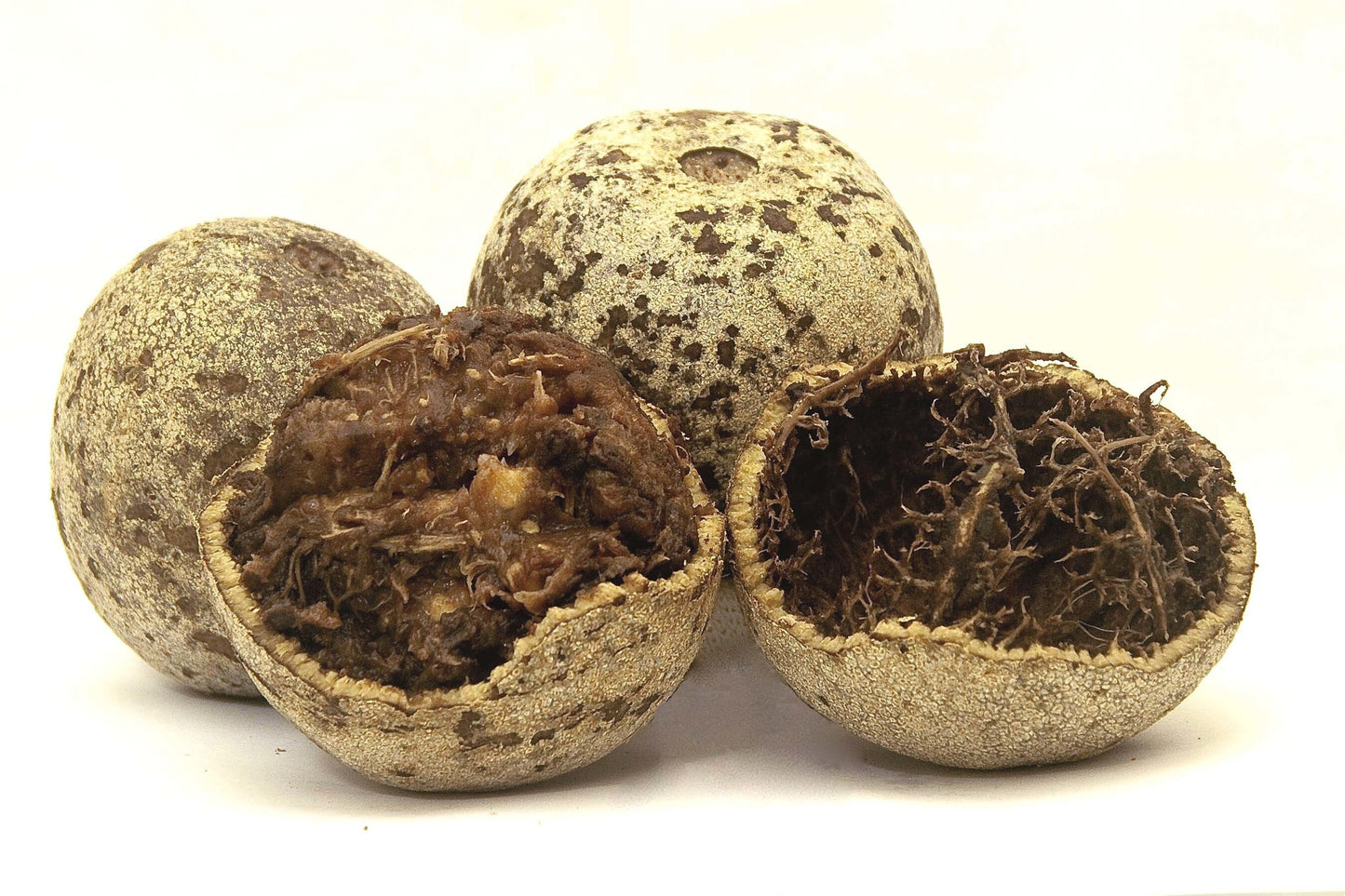 Thai Wood Apple basil seeds live plant, popular in Indian and Bengali street food, shown in a natural growing pot.