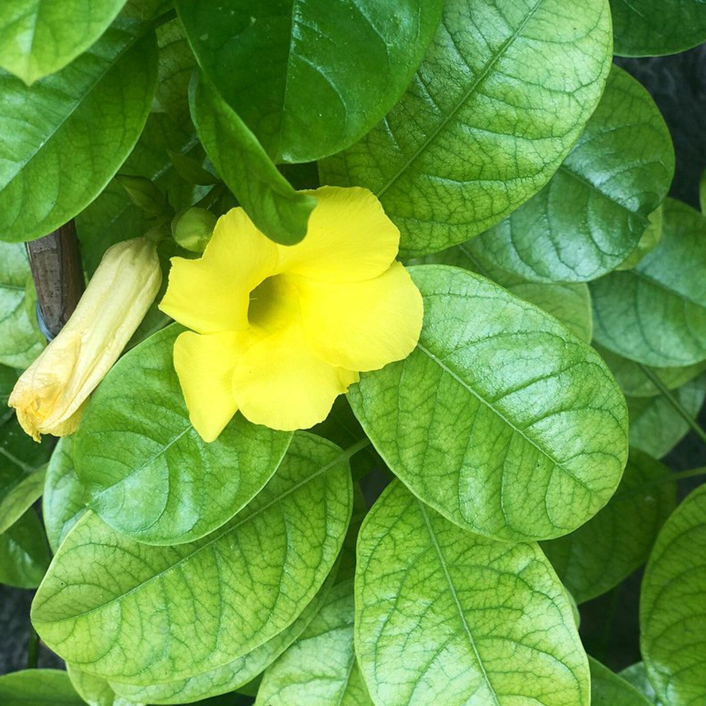 Allamanda vine live flower plant in pot with basil seeds, vibrant green foliage, and blooming yellow flowers, labeled 19235.