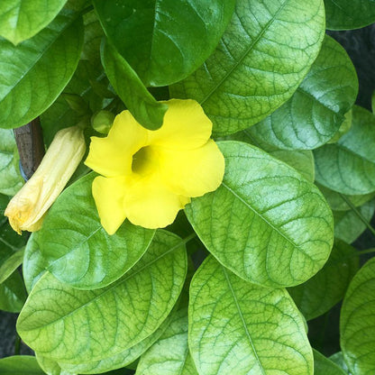 Allamanda vine live flower plant in pot with basil seeds, vibrant green foliage, and blooming yellow flowers, labeled 19235.