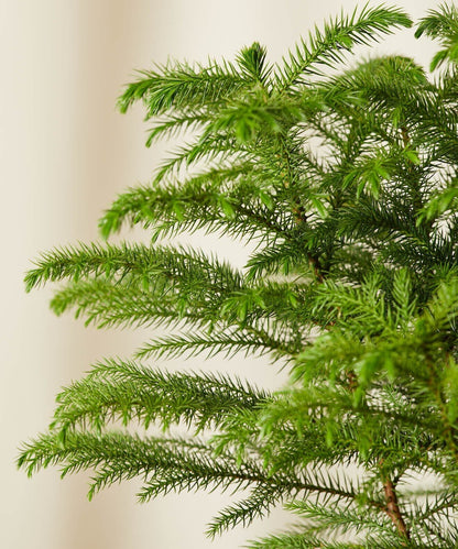 Close-up of Norfolk Pine Christmas Tree plant grown from Basil Seeds, showing green foliage and full shape.