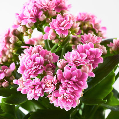 Pink Kalanchoe flower plant with basil seeds, vibrant blooms and lush green leaves, in a garden setting.