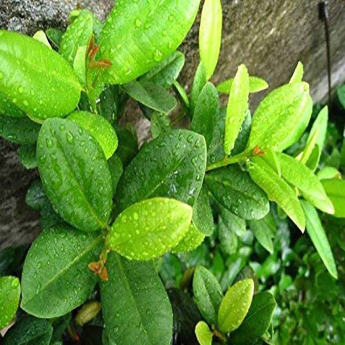 Close-up of Basil Seeds from 205 brand, showing small, round seeds ideal for planting Clove Plant or basil growth.