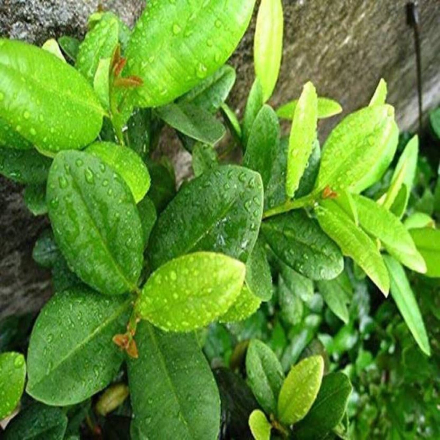 Climbing clove basil plant seeds in a packet, labeled "205" with green basil leaves illustration on the front.