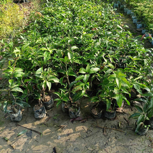 Japanese variety basil seeds from 205 brand, small round seeds ideal for planting basil in your garden or containers.