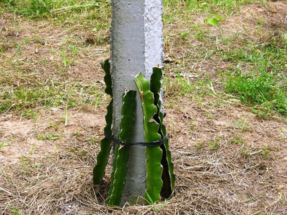 Dragon fruit plant with basil seeds, healthy green leaves, and seed packets labeled 205 for planting and gardening.