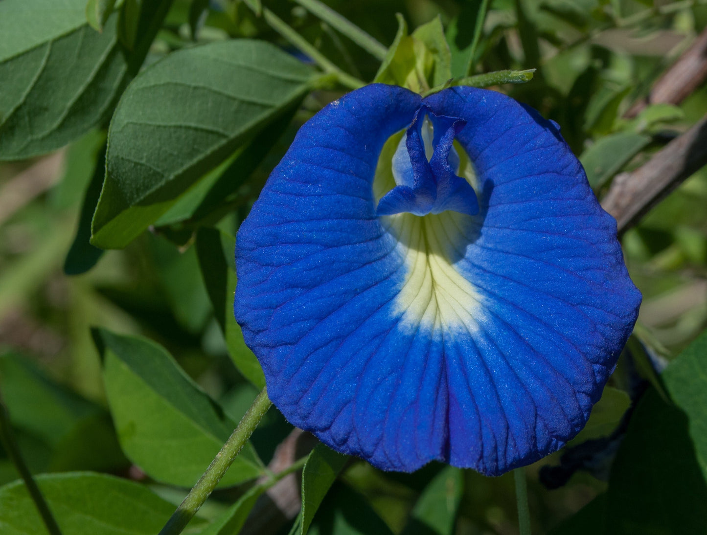 Basil seeds from Shangu Pushpam brand, small beige seeds in clear container, ideal for planting basil herbs.
