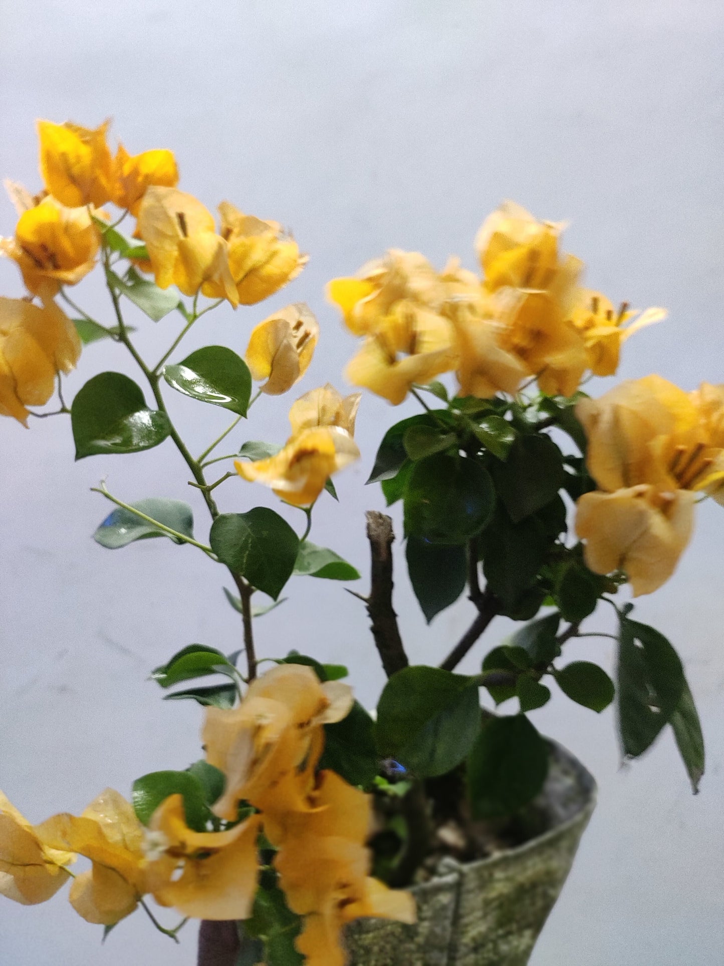 Yellow Bougainvillea plant seeds from 205, featuring vibrant yellow flowers and lush green foliage, ideal for garden planting.