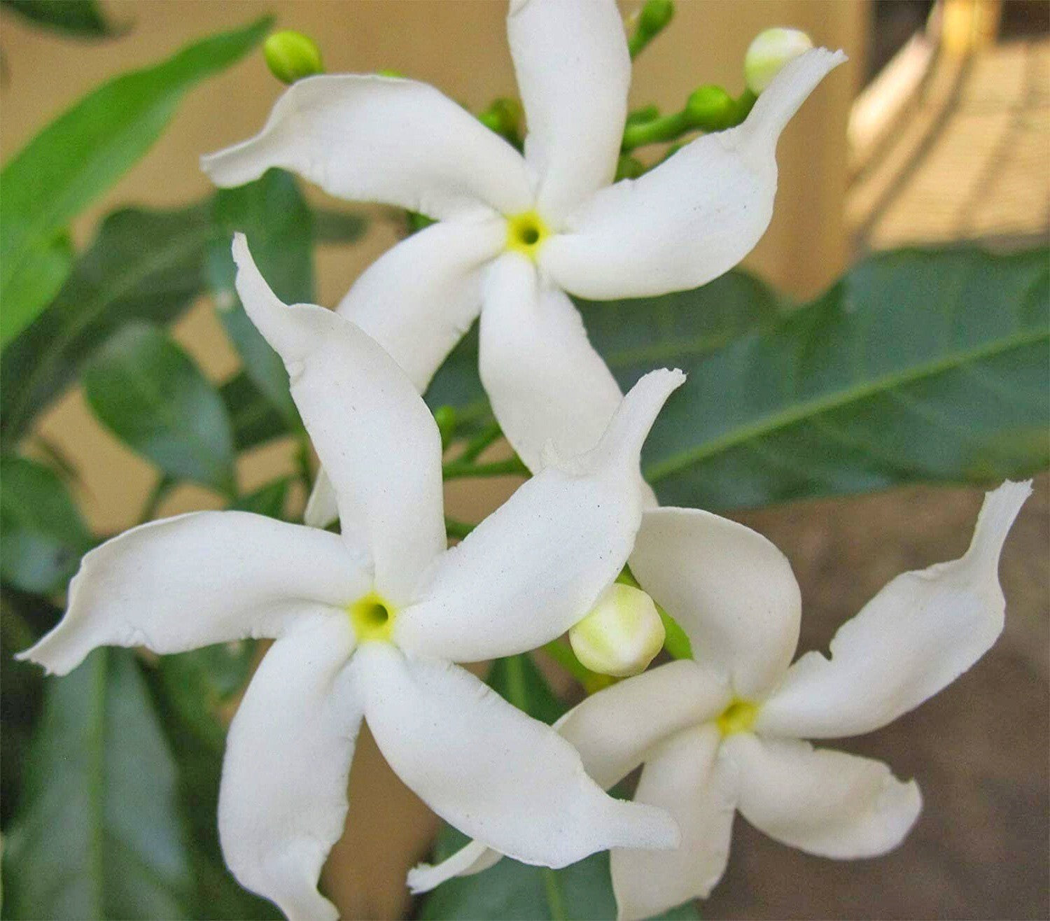 Live Chinese Tagor Night Bloom Jasmine Flower plant with basil seeds, showcasing vibrant blooms and lush green foliage.