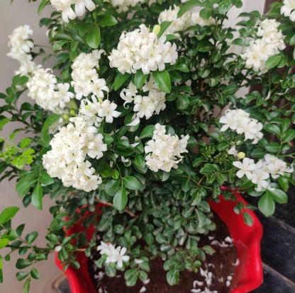 Basil seeds in a black nursery pot, ready for planting, from the Madhu Kamini brand, shown in a close-up image.