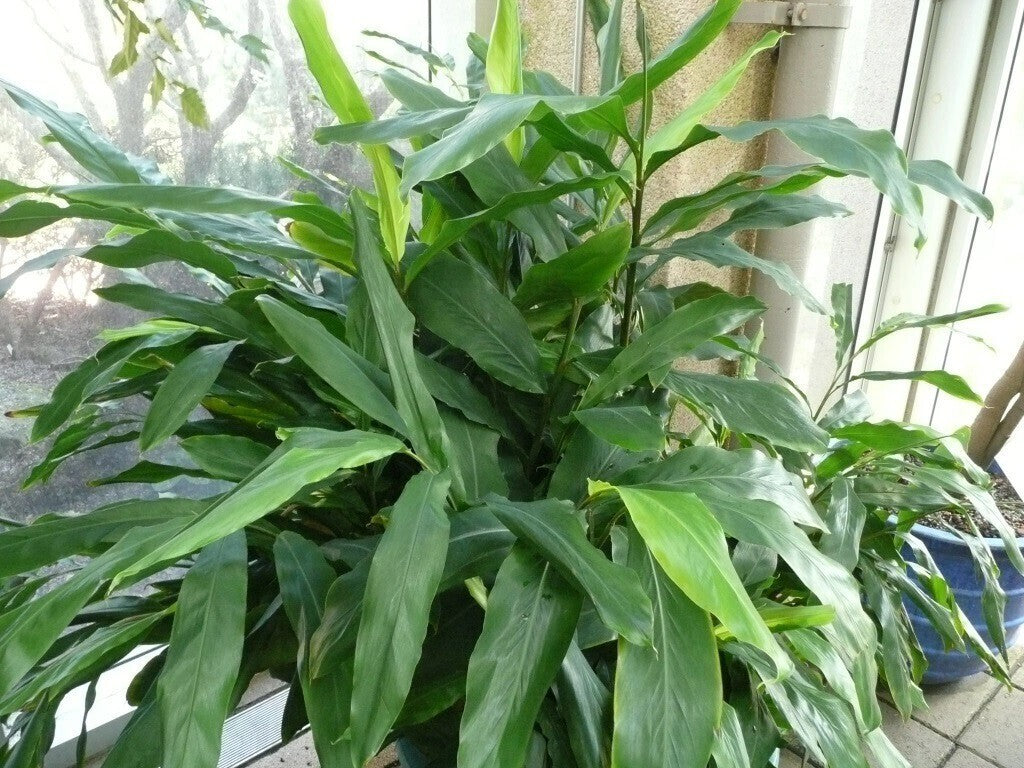Elaichi plant basil seeds from 205 brand, showing young cardamom sprout with green leaves in a natural setting.