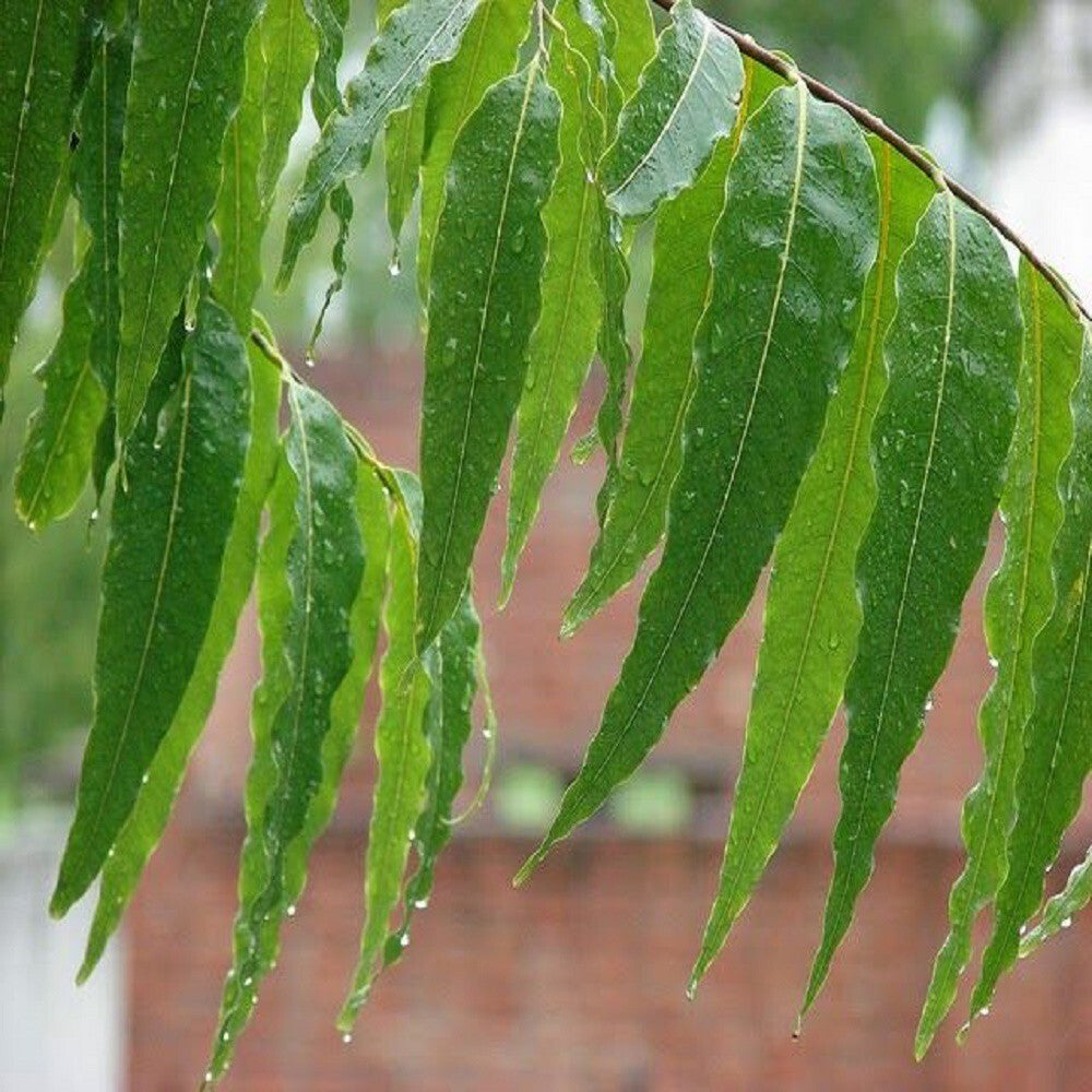 Ashok Plant basil seeds from 205 brand, close-up of small basil seed grains on a white background