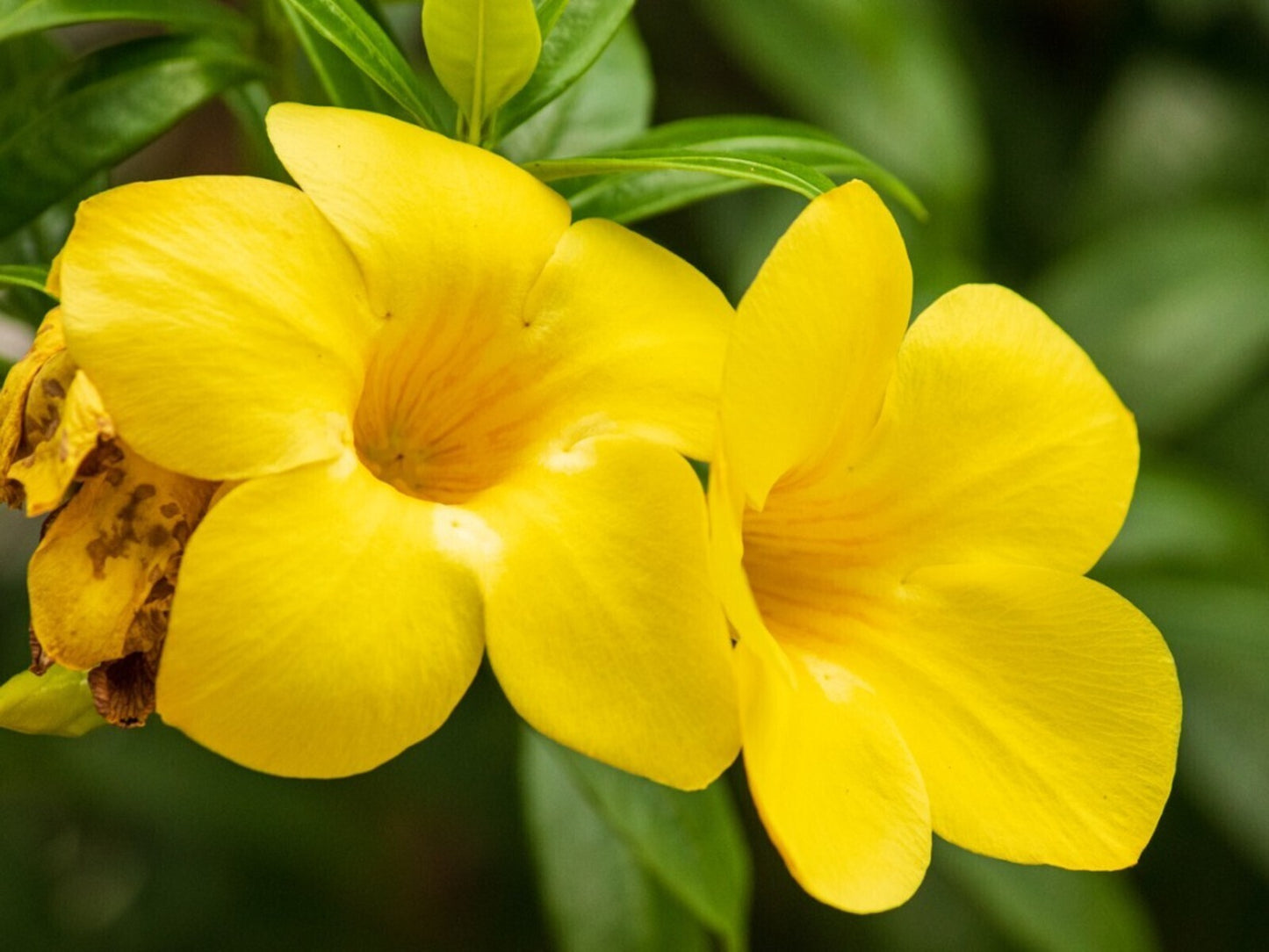 Allamanda flower plant seeds, basil seeds from brand 19235, showing small seed packets with vibrant floral and basil illustrations.