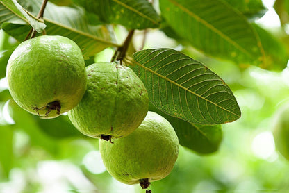 Hybrid green guava plant seeds from 205 brand, featuring basil seeds in a close-up view with vibrant green foliage.